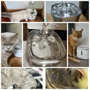 貓咪飲水機評測